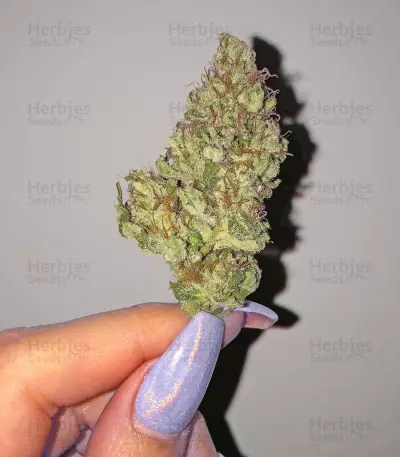 Early Bird Skunk feminized seeds