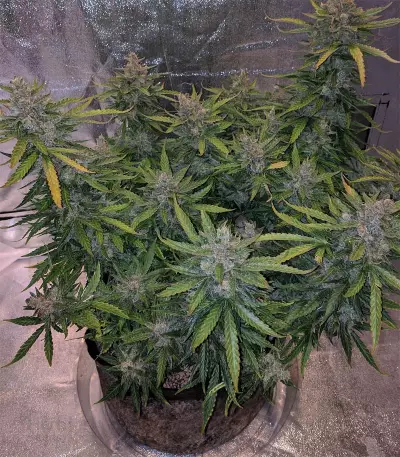 Haze Autoflowering CBD (Dinafem Seeds)