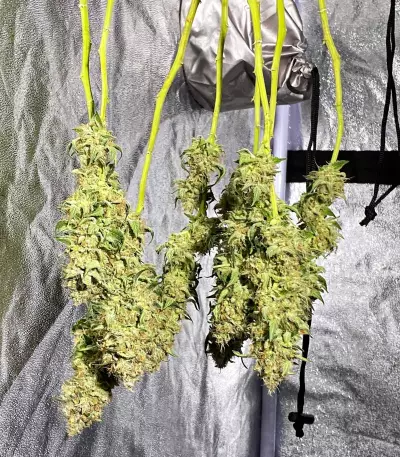 Hindu Kush feminized seeds