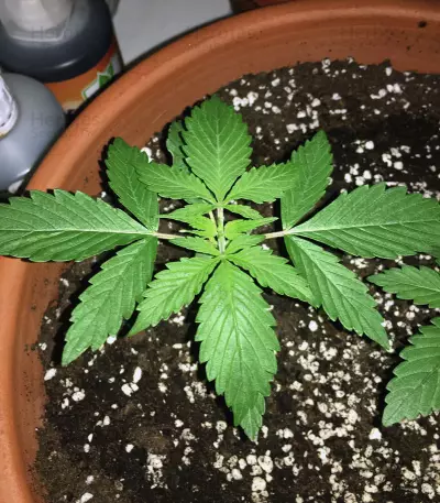 Keramatic Auto (Kera Seeds)
