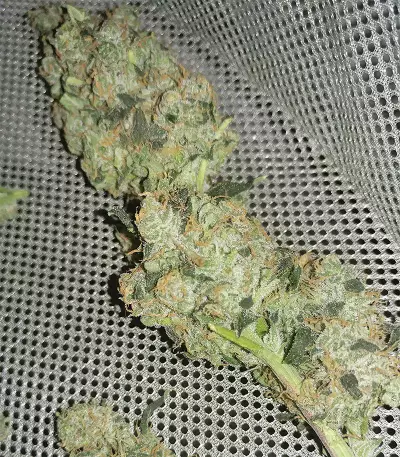 King Kong Seeds
