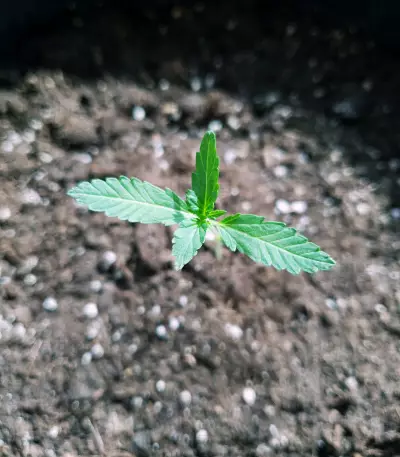 Kritikal Bilbo Auto feminized seeds