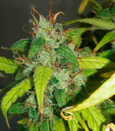 Kush Doctor Seeds