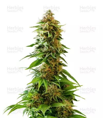 Graines de cannabis Master Kaze Regular (Mr. Nice Seedbank)