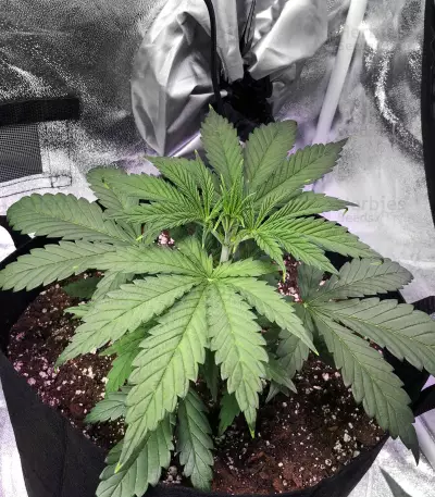 Graines de cannabis Midnight Kush (G13 Labs)