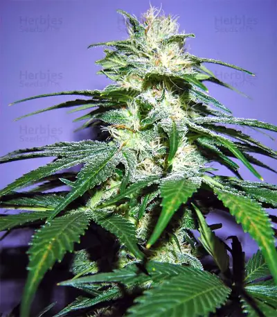 Semi femminizzati Nepal Jam