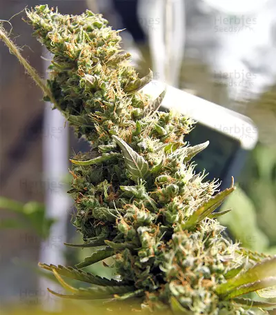 Semi femminizzati Northern Light X Skunk (G13 Labs)