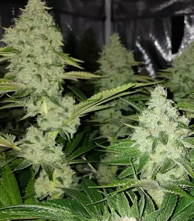 Graines de cannabis Ocean Grown Cookies (Dinafem Seeds)