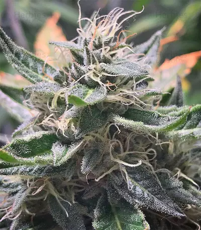 Original Bruce Banner Seeds