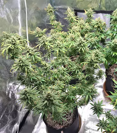 Pakistan Chitral Kush Seeds