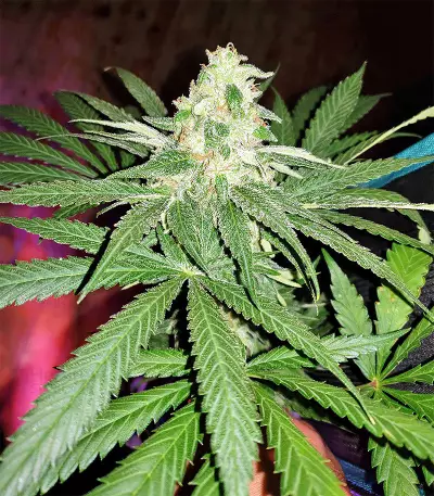 Semi femminizzati di Pineapple