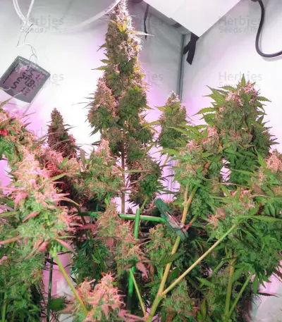 Skunk #1 Automatic (Sensi Seeds)