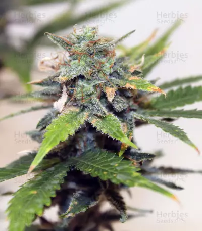 Skunk #1 feminized seeds (Sensi Seeds)