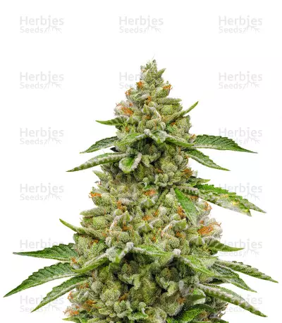Buy Skywalka Ghost Kush feminized seeds