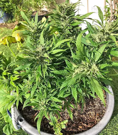 Strawberry Banana feminized seeds
