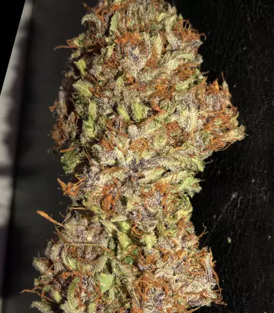 Strawberry Nuggets Auto Seeds