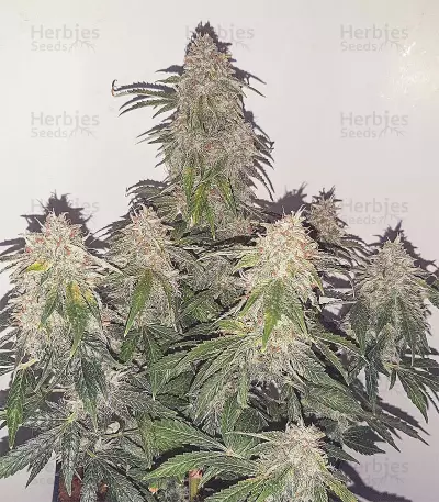Sweet Mango Auto (GHS)