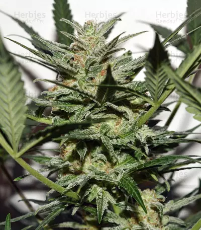 Sweetberry Cough Seeds