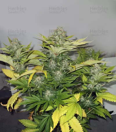 Toxic feminized seeds