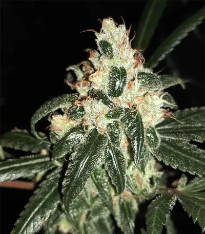 Wedding Cake Feminized Seeds