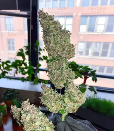 Ak Automatic (BlimBurn Seeds)
