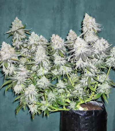 Blackberry Moonrocks Seeds (AlphaFem Seeds)
