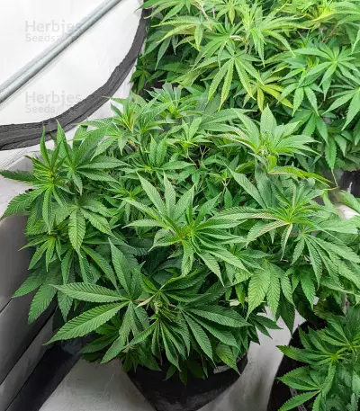 Semi Femminizzati Blackwater (Original Sensible Seeds)