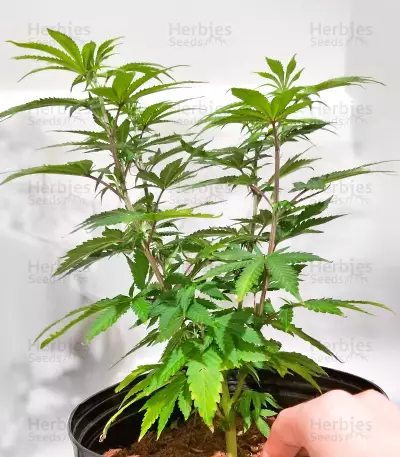 Blue Dream Haze (Cali Connection Seeds)