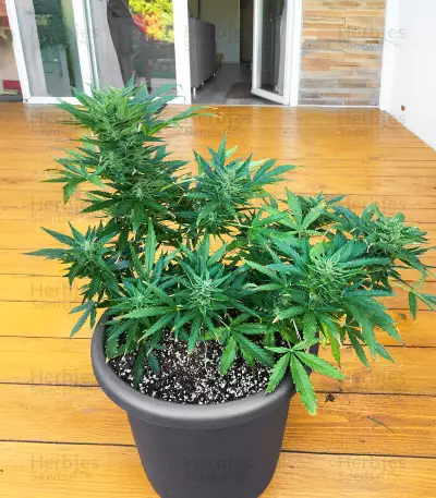 Cosmic Bomb Auto Seeds