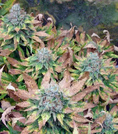 Dutch Dragon (Paradise Seeds)