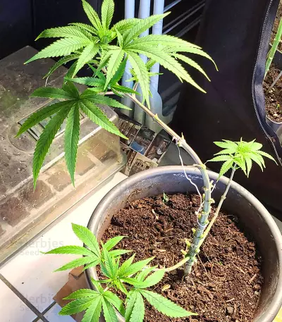 Gorilla x Lilly (Expert Seeds) Seeds