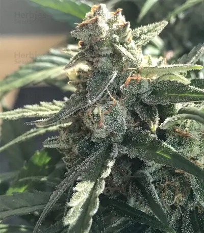 King’s Kush Auto CBD (GHS)
