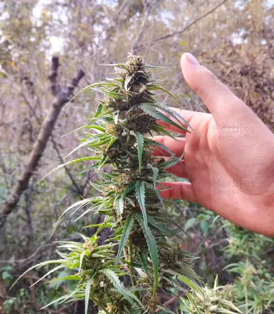 Graines de cannabis Royal Moby (RQS)
