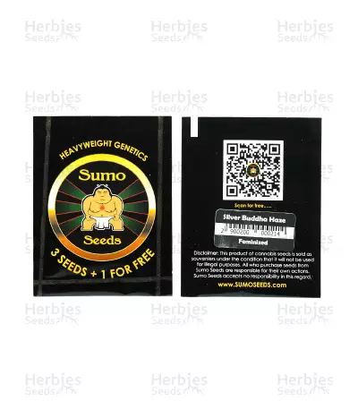 Silver Buddha Haze Seeds