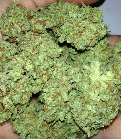 Silver Buddha Haze Seeds