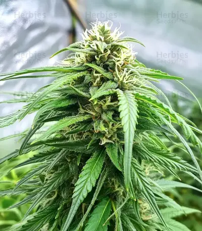Acapulco Gold Seeds