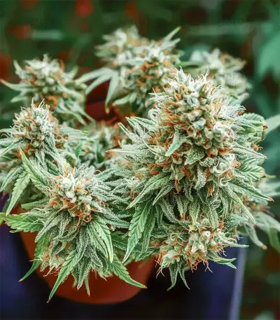Auto Northern Lights CBD feminized seeds