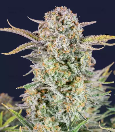 Bruce Banner Seeds (Fast Buds)