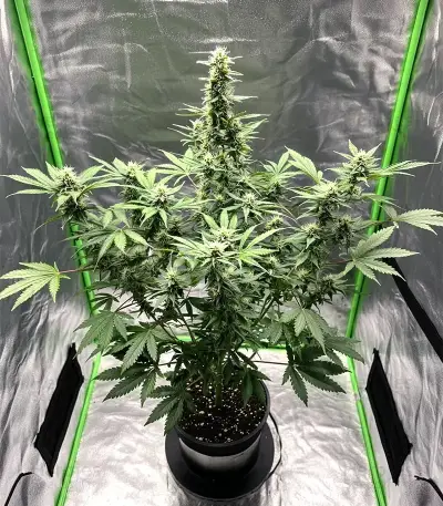 Bruce Lemon Diesel Auto Seeds