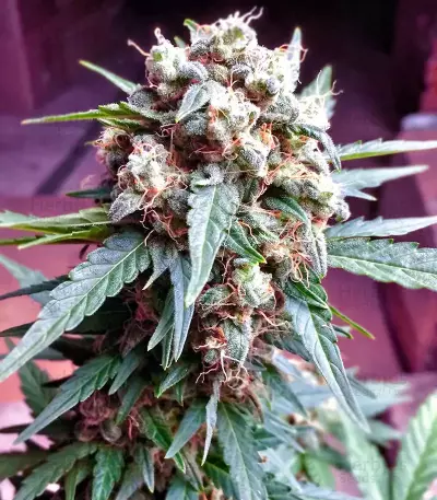 Bubba Delight Regular seeds
