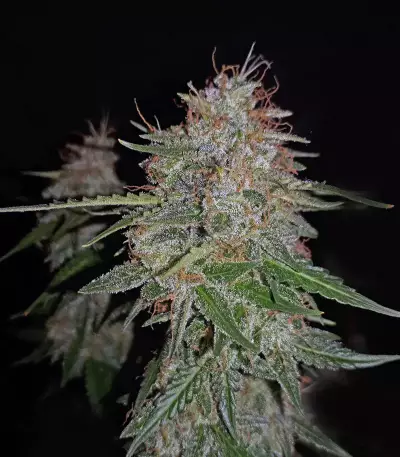 Buddha Syrup Auto regular (Buddha Seeds)