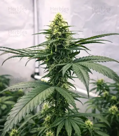 Chemical Bride Seeds