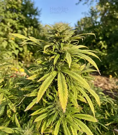 Crop Doctor CBD feminized seeds