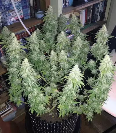 GG#4 Original Glue Seeds (Original Sensible Seeds)