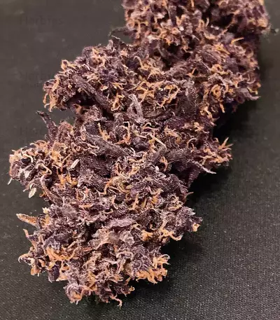 Grand Daddy Purple Fast Version (Herbies Seeds)