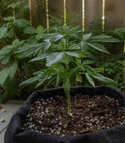 Green Gelato Automatic Seeds (Royal Queen Seeds)