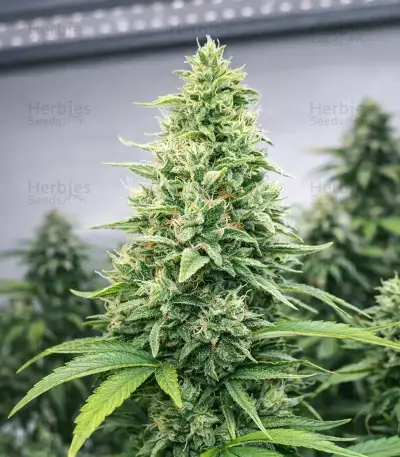 Highcloudz Seeds