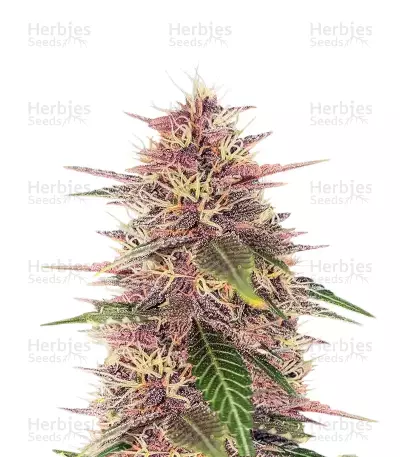 Semillas Feminizadas Humboldt Dream (Humboldt Seed Company)