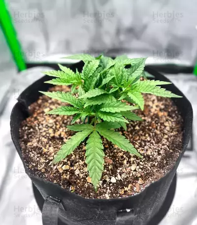 Jelly Donutz Seeds (Humboldt Seed Company)