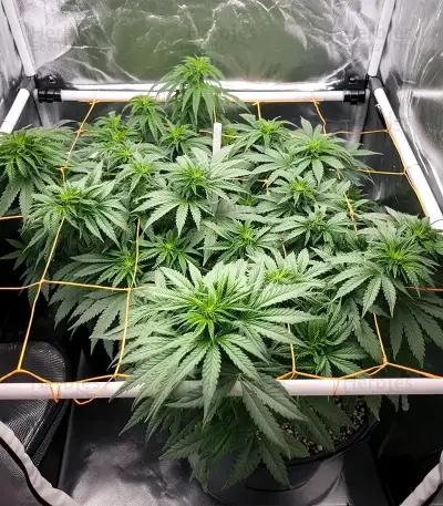 Mimosa Auto Seeds
